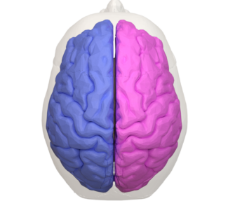 Hemispheric view of brain, left hemisphere in blue