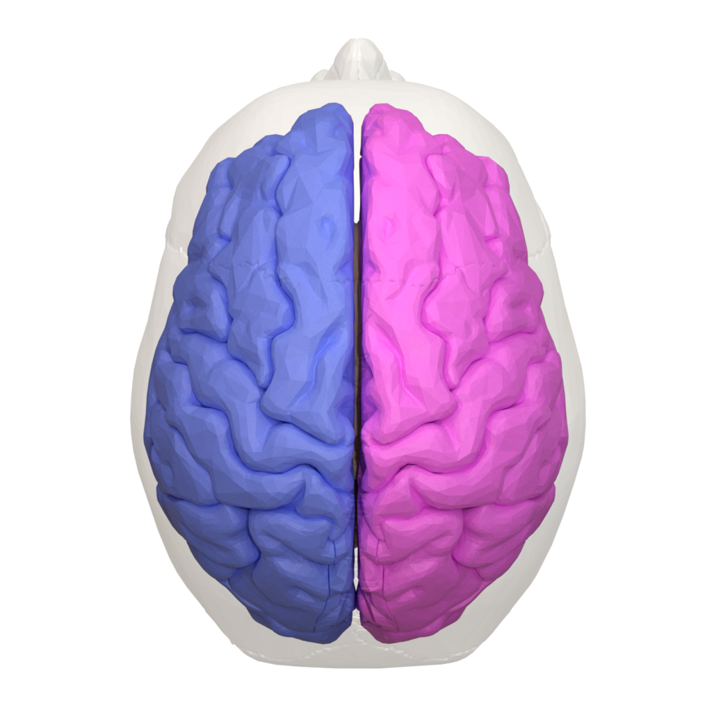 Hemispheric view of brain, left hemisphere in blue